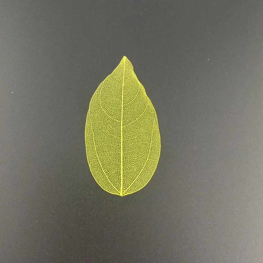 100 шт. прессованные высушенные окрашенные листья каркаса магнолии для свадьбы