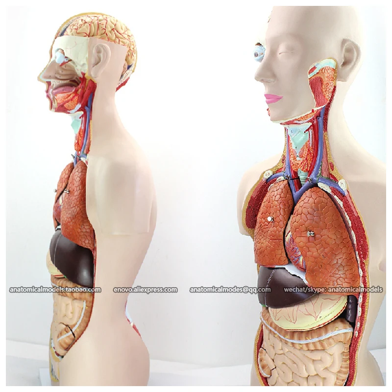 CMAM/12019 Torso 85 см мужской 18 частей пластмассовая анатомическая модель человеческого