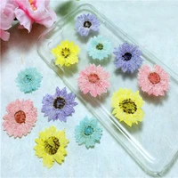 60pcs pressed dried strawflower flower plant herbarium for jewelry bookmark phone case photo frame candle scrapbook making
