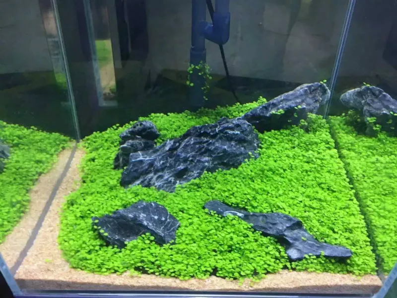 Водный аквариум с травой семян растений glossostigm Hemianthus Callitrichoides быстро растущие
