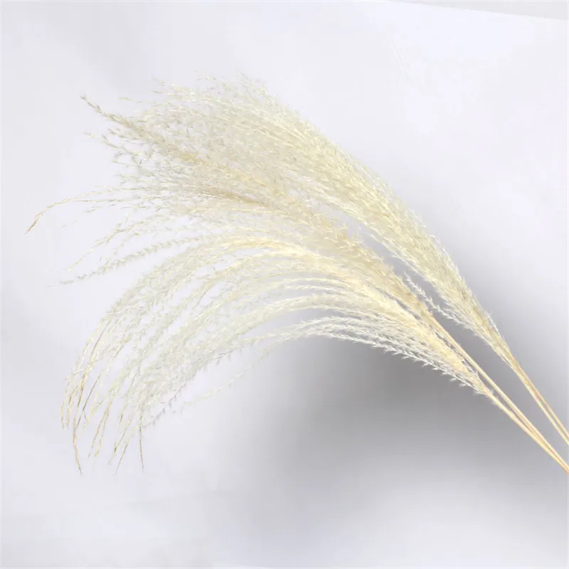 30pcs Beige color 30 шт. Будда пыль цветок тростник пампасы трава натуральный сухой цветок букет homestic prop цветы - Цвет: 30pcs Beige color