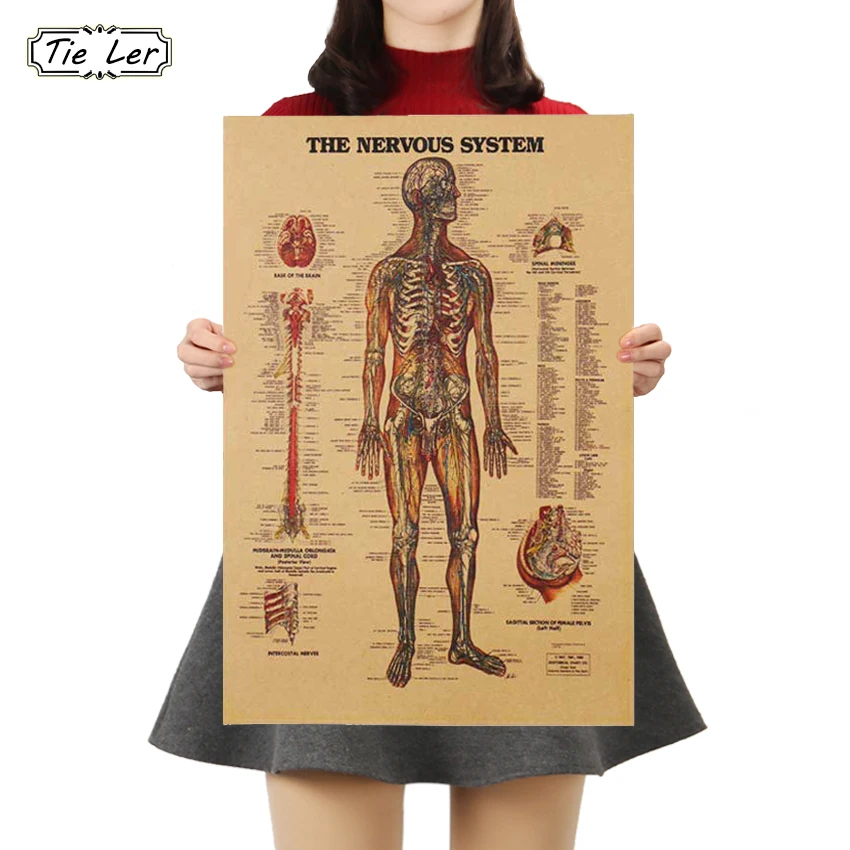 

TIE LER Adesivo De Parede Vintage Style Retro Paper Poster Giftsthe Muscles Of The Body Structure Wall Sticker