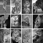 Вышивка крестиком 5D, черно-белые животные, фотосессия, тигр, леопард, мама, любовь, семья, домашний декор комнаты, искусство