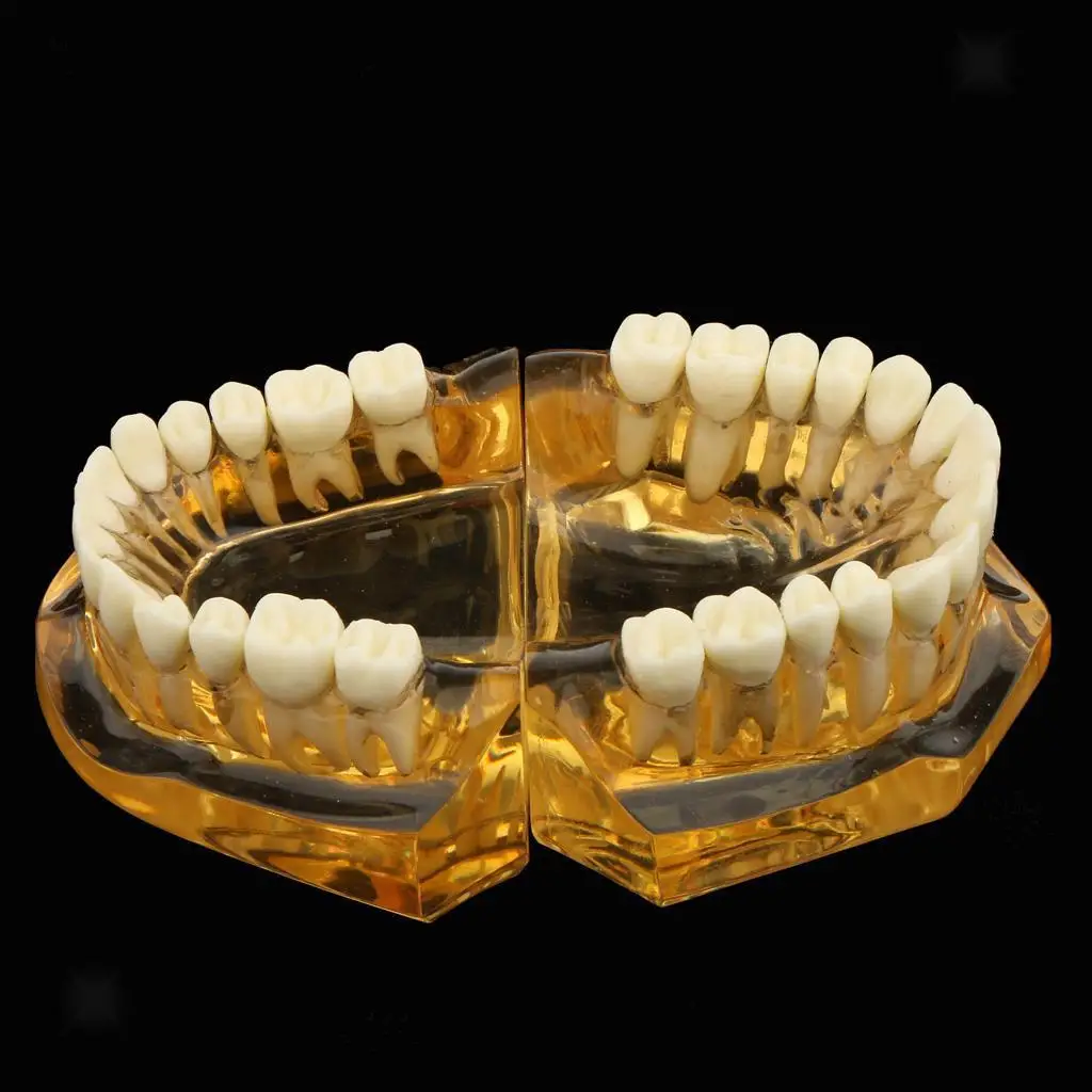 Стоматологическая съемная модель зубов для взрослых Typodont дантиста | Красота и