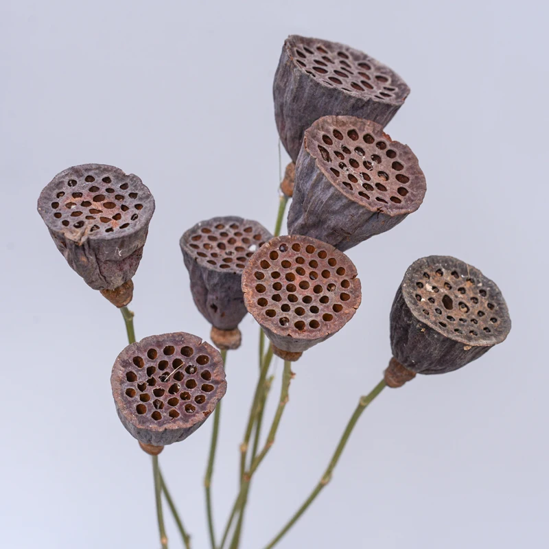 

Zen Style 40cm Eternal Preserved Dried Flower Plant Bouquet Budda Hindu Lotus Seedpod Arrangement Home Vase Home Art Decoration