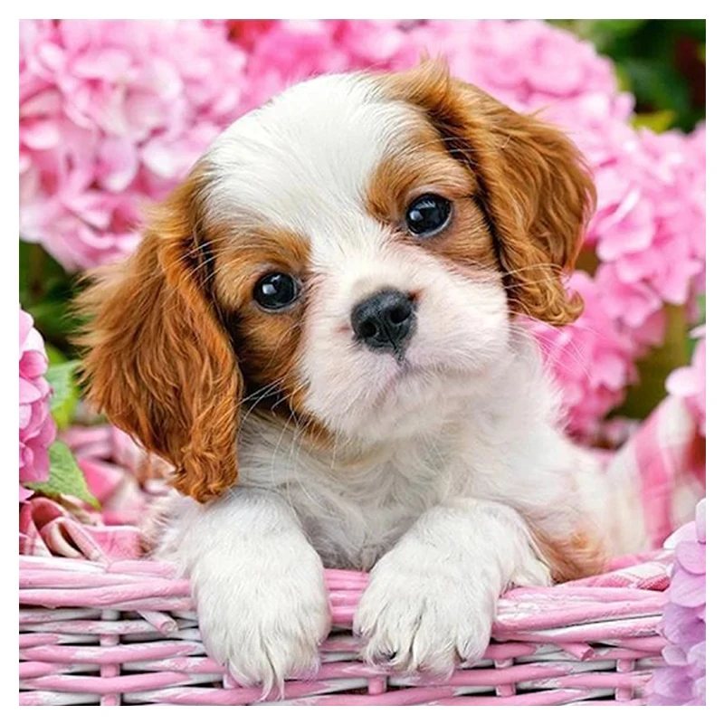 

Diamosaic Full Square/Round Drill Diamond Painting Embroidery Dog Rhinestone Paiting By Numbers Cross Stitch Decor Handmade Gift