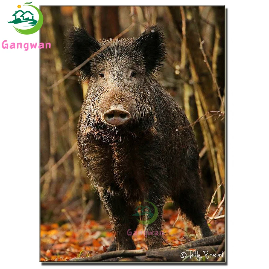 

5D Full Square Round Diamond Painting Wild Boar painting Cross Stitch Diamond Animal Picture Of Rhinestone Embroidery Home Decor