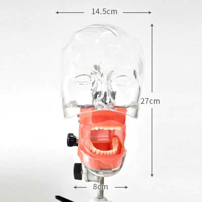 

Dental Simulation Simple Model Dental Simple Manikin Kit M1003 Dental Head Mould Dental Head Mold Tooth Teaching Model