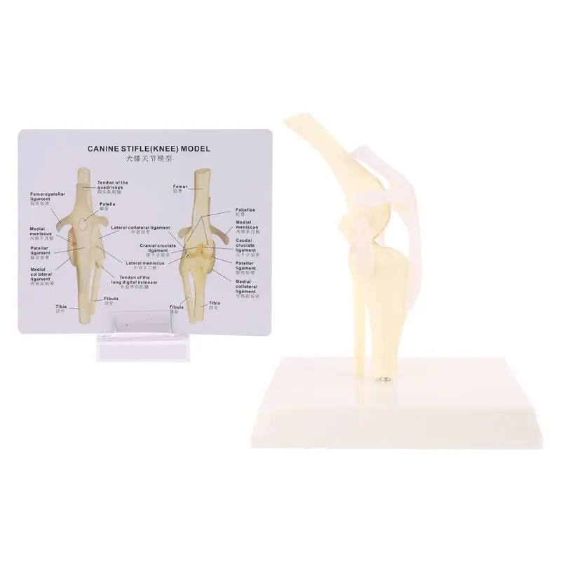 

Dog Canine Knee Joint Model Veterinary Teaching Research Skeleton Animal Display Halloween Gift