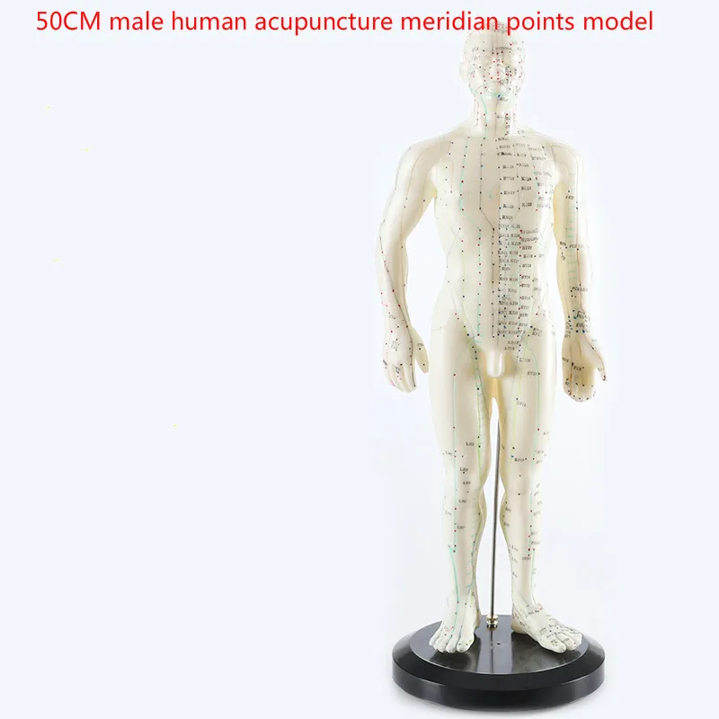 

Human English-Chinese body acupuncture point model meridian model of acupuncture points 26cm/ 48cm/50cm for male and female