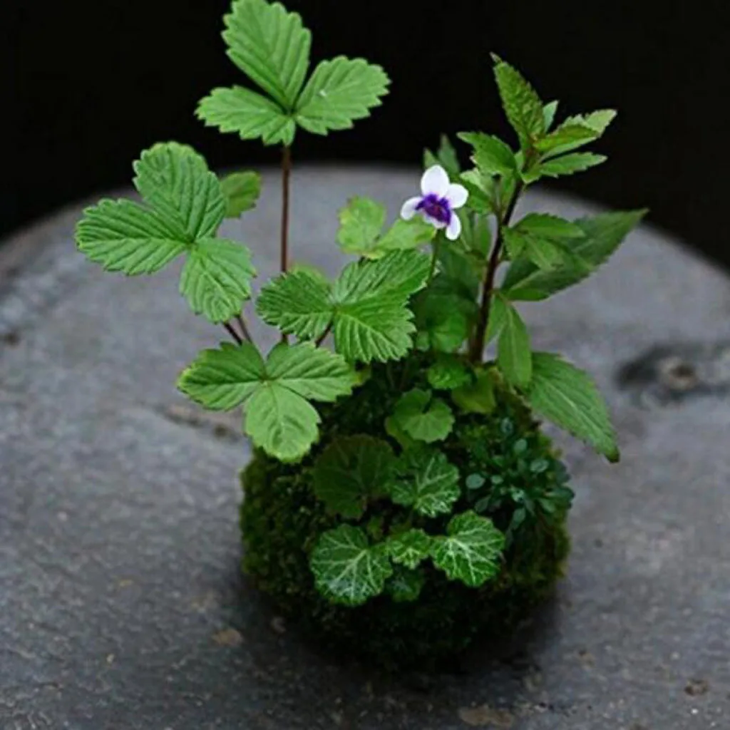 

Контейнер для орхидеи из натурального зеленого Моха, комнатное/уличное украшение для сада