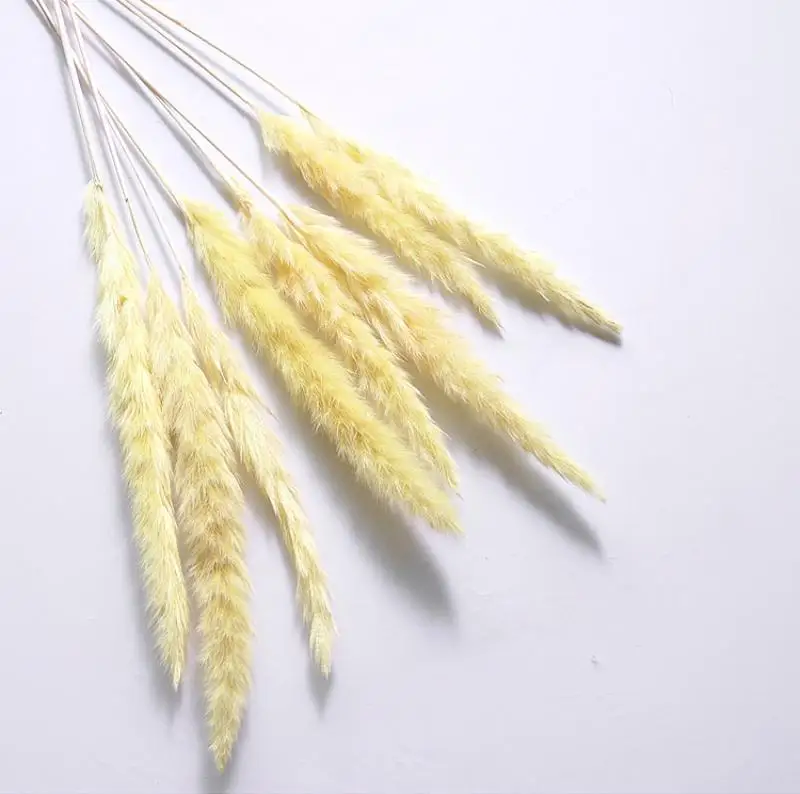 20 шт. Bulrush Натуральные Сушеные маленькие пампасы травяные фрагмиты растения