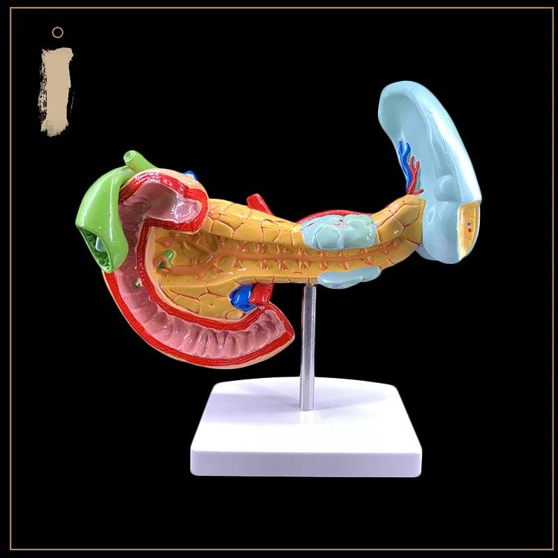 Больная поджелудочная железа селезенка печень желчный пузырь и duoцатиперстной