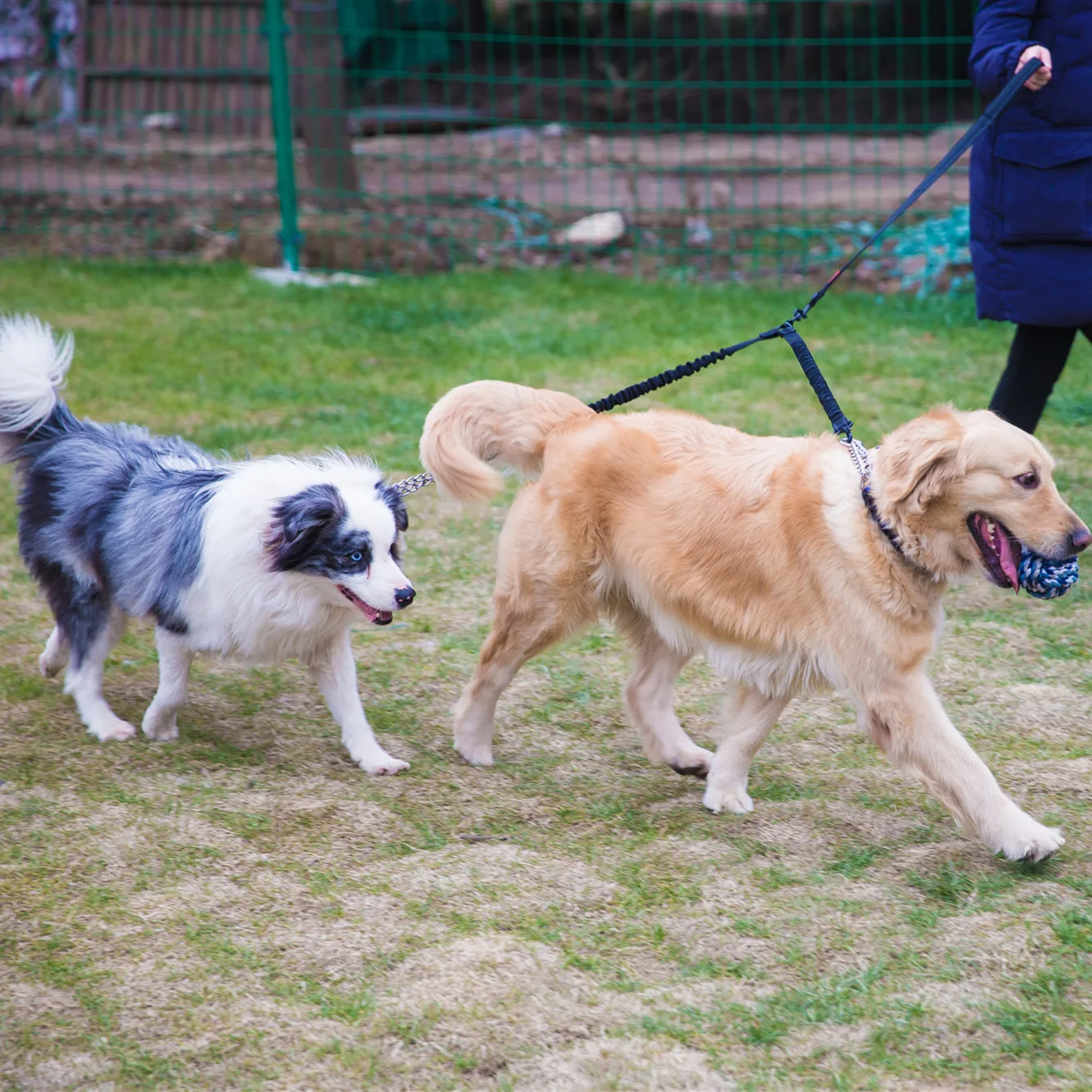 Hipidog двойной собачий поводок светоотражающий банджи амортизирующий не