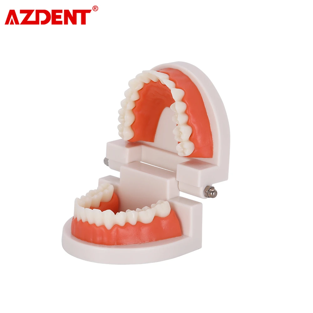 1: 1 Стандартный зубная литейная форма Стоматологическая модель зубов ПВХ