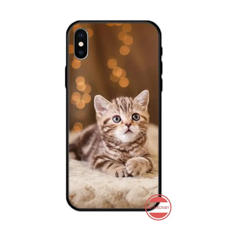 

Cat cute animal fashion capa luxury protective Phone Case cover for iPhone 11 12 pro XS MAX 8 7 6 6S Plus X 5S SE 2020 XR
