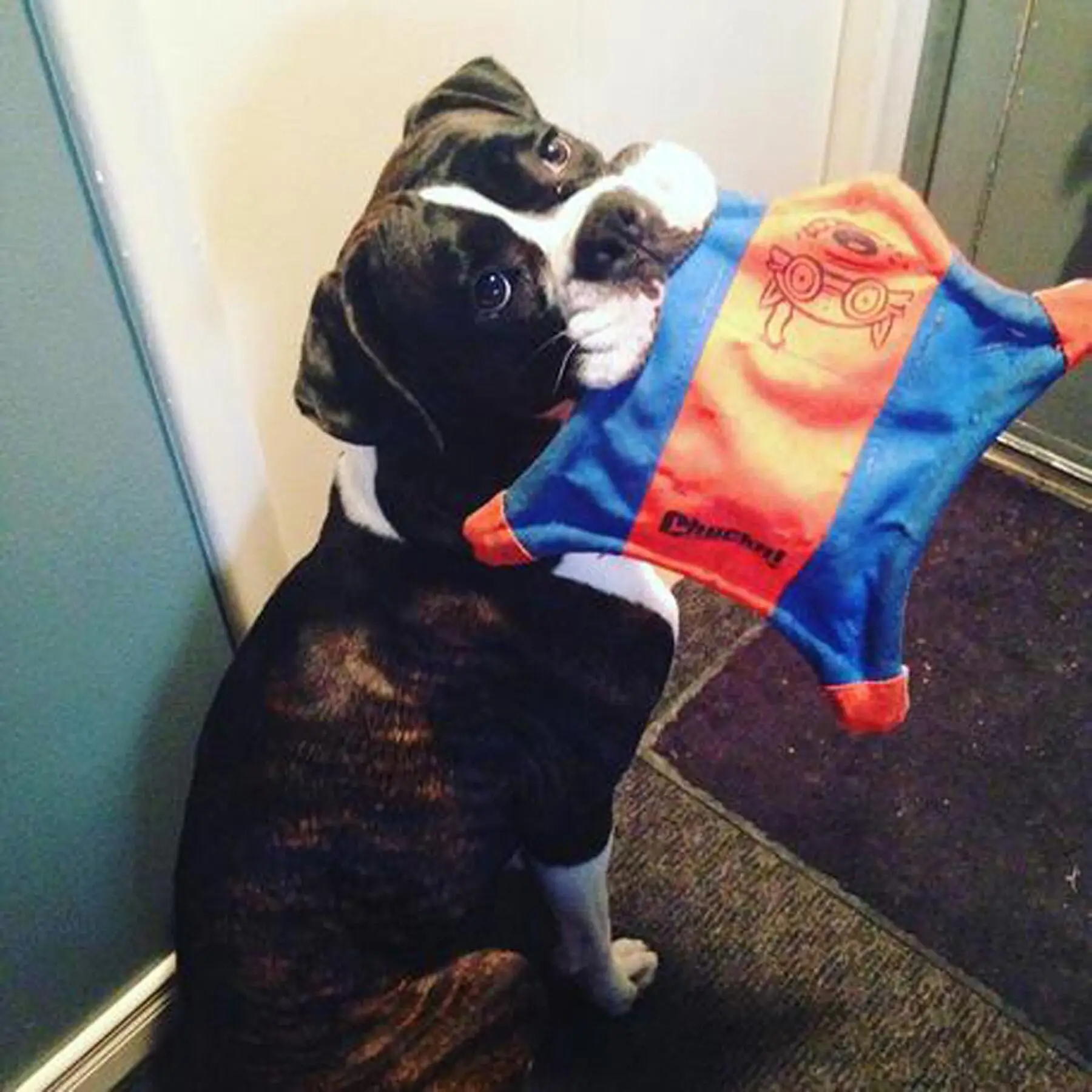 Интерактивная игрушка для собак 3 размера |