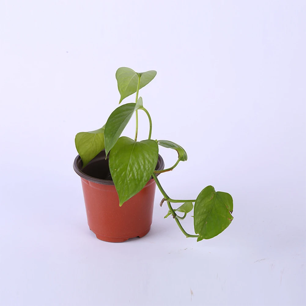 100 шт. суккуленты многоразовый контейнер для балкона пересадки выращивания