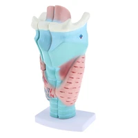 1piece magnified human larynx anatomical model anatomy throat model for school lab upper airway anatomy and physiology courses