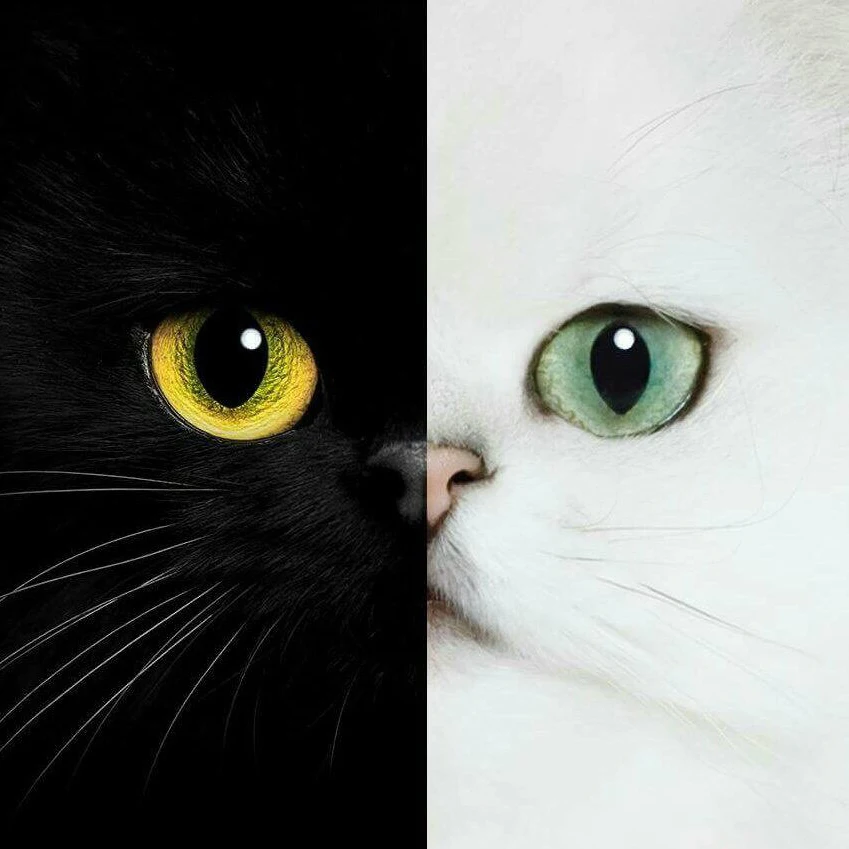 Алмазная 5D картина сделай сам полностью покрытая стразами черный и белый кот 3D