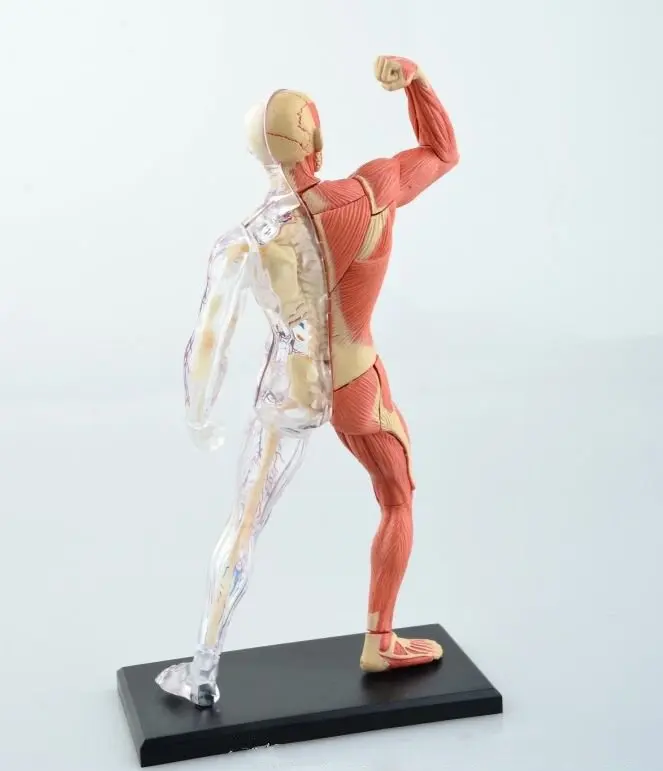 4D Human body tissue model - muscle and nerve skeleton assembly biological teaching equipment | Игрушки и хобби
