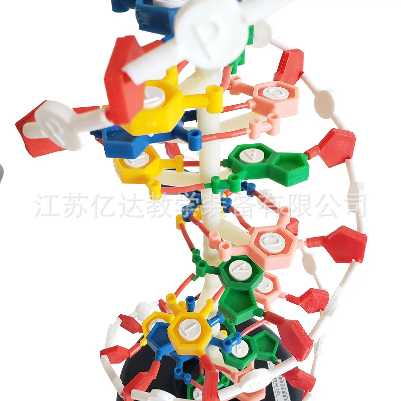 

DNA double helix structure model 60cm cm cm genetic biology teaching instrument