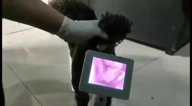 

Canine Visual Artificial Insemination Device Upgrade Visual Endoscope Sperm equipment for bovine Dog with Camera