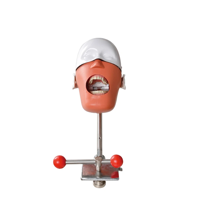 

Head Model Dental Simulator The Head Model of The Dental Chair It Is Used for Dentist Teaching