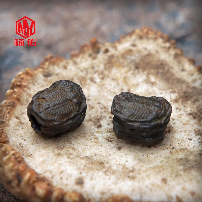 Trilobite окаменелости Ретро бронзовые EDC бусы на веревочке зонтик веревка шнур
