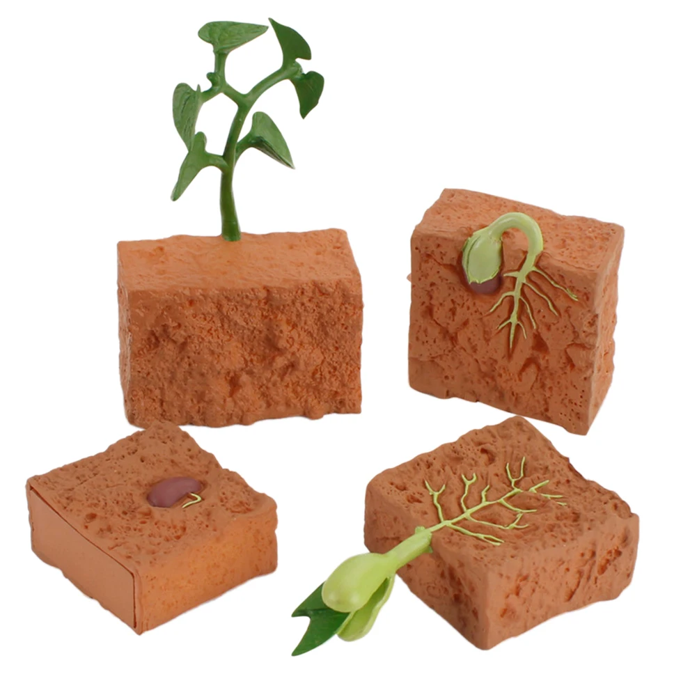 

Montessori Cognitive Toy Simulation Life Cycle Of A Green Bean Plant Growth Cycle Model Science Educational Toys For Children