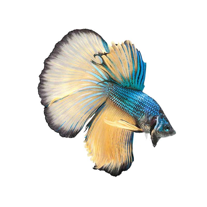 

Auto Parts 13cm for Blue Paradise Male Betta Fish Laptop Car Stickers Air Conditioner Decal Windshield Laptop Graphics