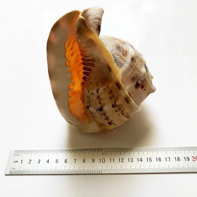 Натуральная раковина 10-14 см большая раковина-краб раковина-Танг улитка украшение