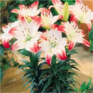 Оранжевый Ngryise 20 шт набор Lilium brownii Lily - Цвет: Оранжевый