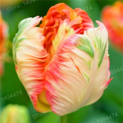 Лиловый 100pcs Tulip flores White Blue Purple mixed color Flower plantas bonsai flower plante colorful plants for home garden - Цвет: Лиловый