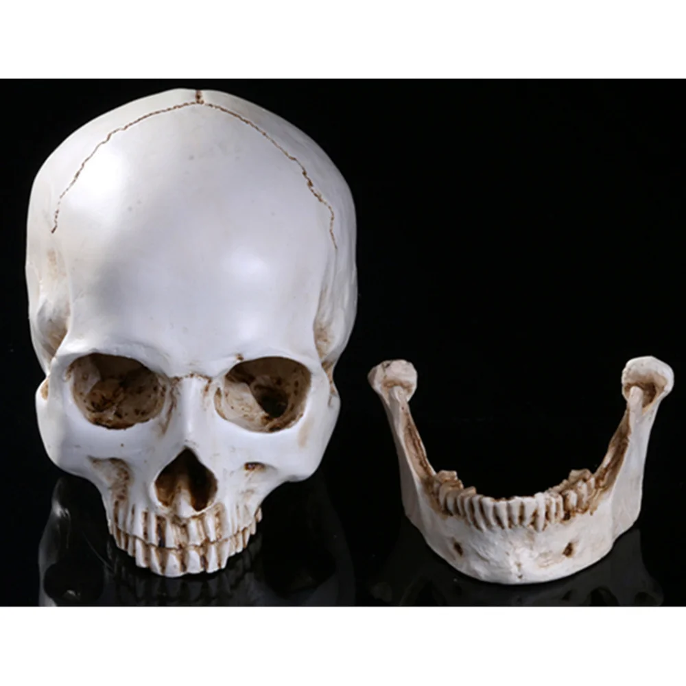 

Lifesize 1:1 Human Model Replica Resin Anatomical Tracing Teaching Skeleton Decoration Statue