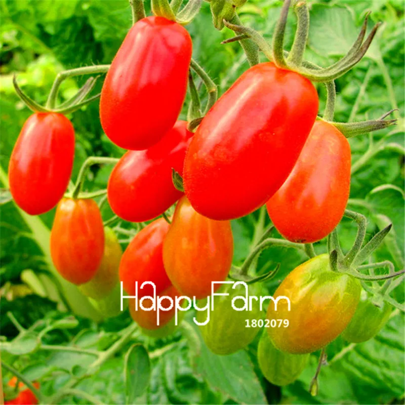 New Fresh 20 Pcs/Lot Rainbow Tomato Plants, bonsai organic vegetable& fruit Plantas,potted plant for home&garden - Цвет: 9