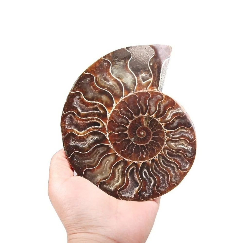300 г натуральный сеченый аммонит образцы ископаемого раковины Хрустальный декор