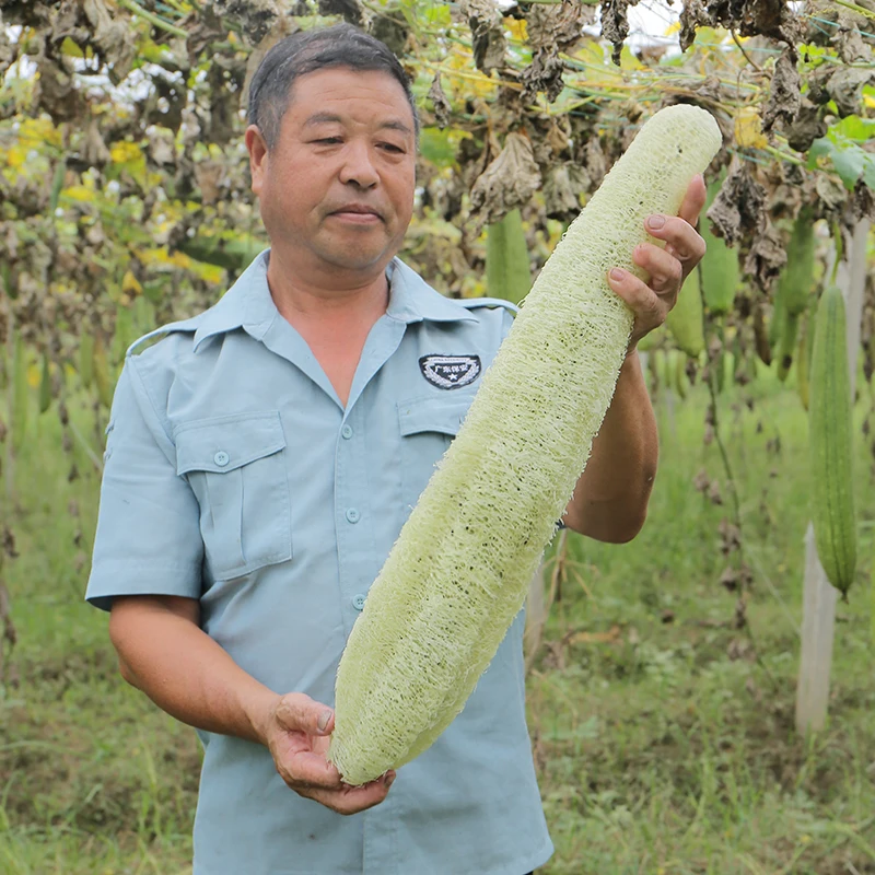 

2021 New Loofah Sponge For Body Cellulose Sponge Eco Kitchen Dish Natural Back Scrubber Shower Long Loofah for soap