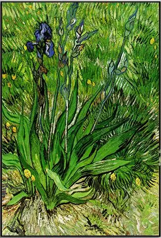 

Vincent Van Gogh Lmpressionism Oil Painting Lris Frameless Painting Home Decoration Canvas Art Print Poster Picture Wall House D