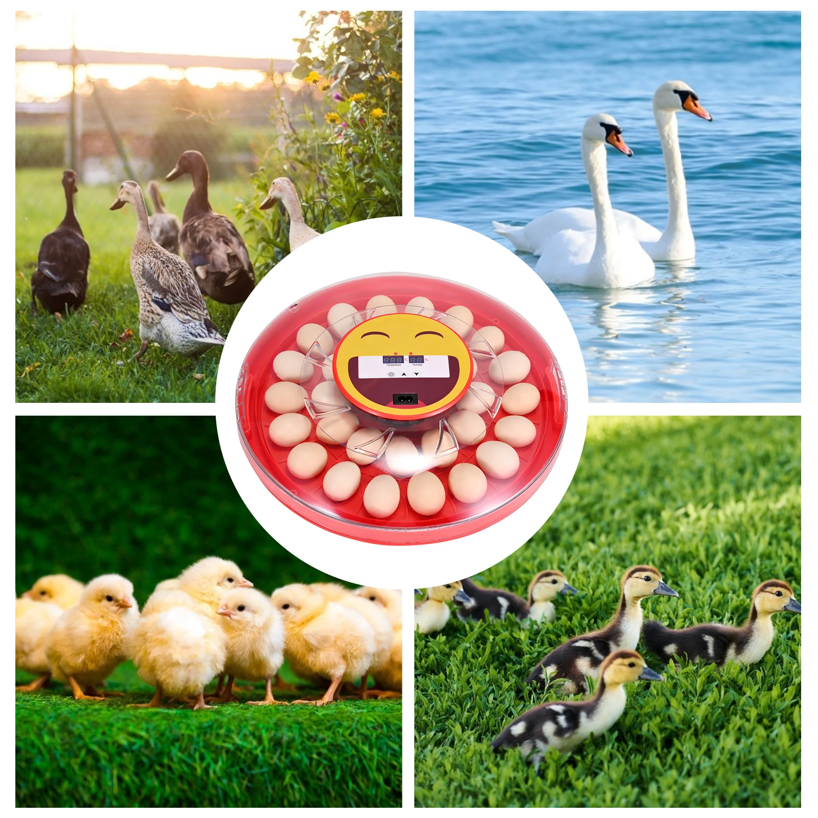 

Egg Incubators 30 Fully Automatic Egg Turning Humidity Temperature Control Egg Incubators Hatching for Chickens Duck 110V / 220V