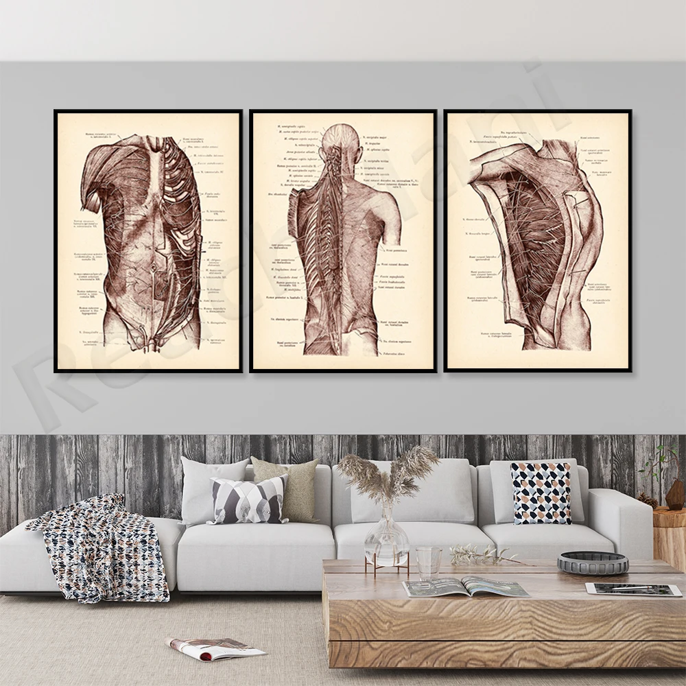 

Neurologist gifts, antique anatomical posters, medical prints, vintage clinic decorations, doctor gifts, medical art