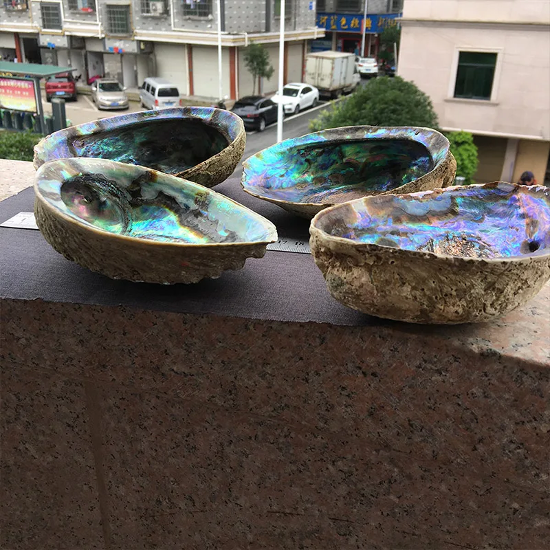 13-18 см натуральный Abalone Shell неполированный мыльница раковины творческие ювелирные изделия получает мыльница шалфей горшок для оформления дома подарок