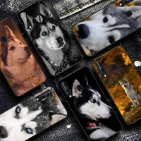 yinuoda animal husky dog puppy phone case for samsung a51 01 50 71 21s 70 31 40 30 10 20 s e 11 91 a7 a8 2018