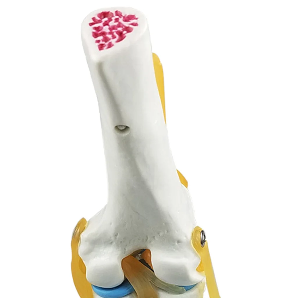 Estructura de esqueleto de anatom&iacute;a humana para articulaci&oacute;n de rodilla, modelo de laboratorio, demostraci&oacute;n-5