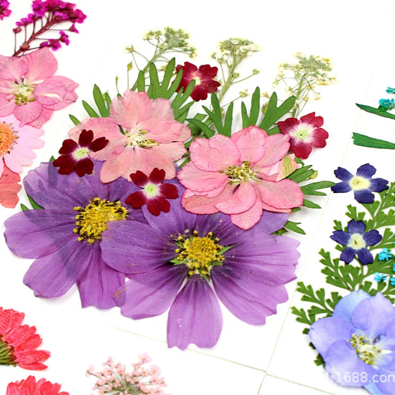 Цветной прессованный цветок сушеный натуральный Маргаритка гербарий цветочное