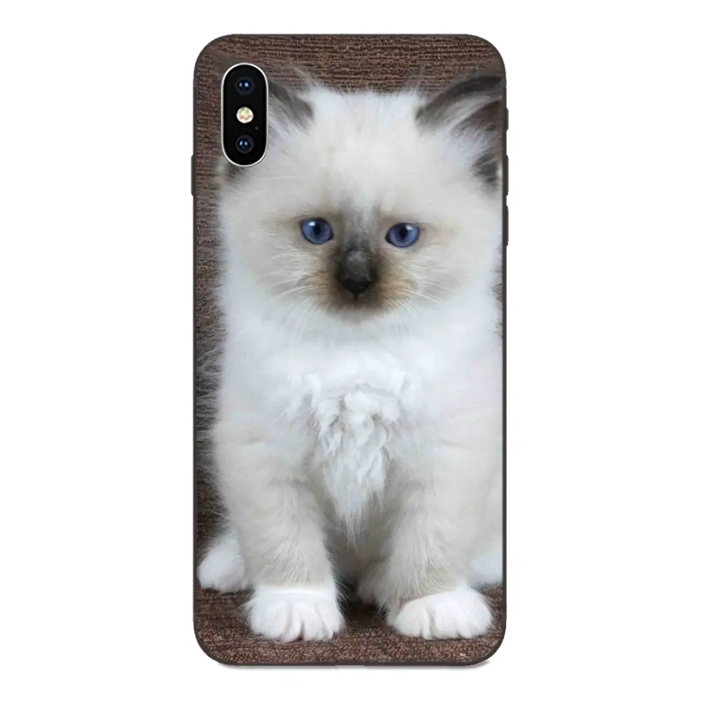 ТПУ Модный чехол для Apple iPhone 4 4S 5 5S SE 6 6S 7 8 Plus X XS Max XR Pet Ragdoll Cat Blue Eyes | Мобильные