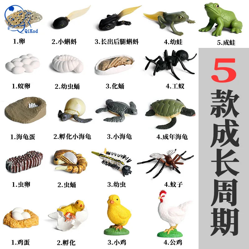 

Animals Growth Cycle Life Cycle Model Set Frog Ant Mosquito Sea Turtle simulation Model Collect Teaching Material For Kid Gifts
