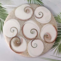 natural circular sun shell fossil slice splice plate crystal specimens love heart reiki conch healing decoration