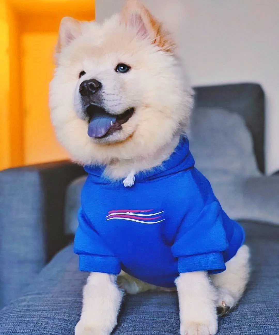 

Cute Dog Hoodies Thick Home Coat For Puppy Clothing For Dogs Pug French Bulldog Fat Dog Clothes Jacket For Pet Cat Clothes