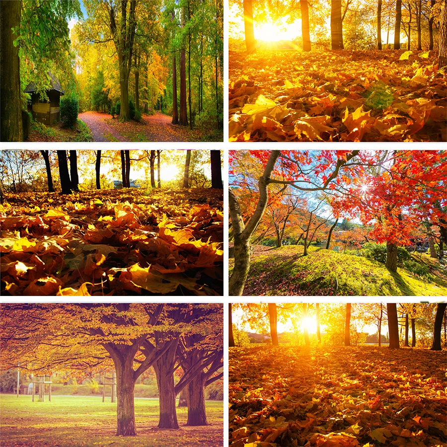 Nitree деревья листва желтые листья опавшие Солнечный свет осенний лес закат Парк